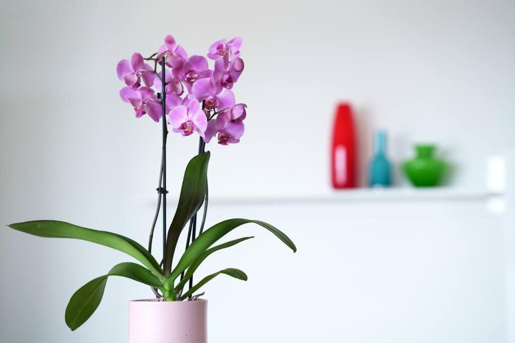 Comfort Style Appartamento *
